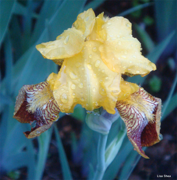 Bearded Iris by Lisa Shea