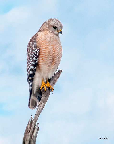 Red Shouldered Hawk by Al Rollins